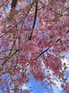 Bahar Çiçekleri Bayrağı. Baharın başlarında Sakura ağacının açan pembe çiçekleri. İnanılmaz doğal bahar bayrağı ya da tebrik kartı, kartpostal, poster.