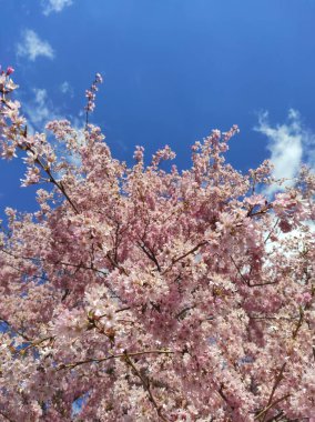 Bahar Çiçekleri Bayrağı. Baharın başlarında Sakura ağacının açan pembe çiçekleri. İnanılmaz doğal bahar bayrağı ya da tebrik kartı, kartpostal, poster.