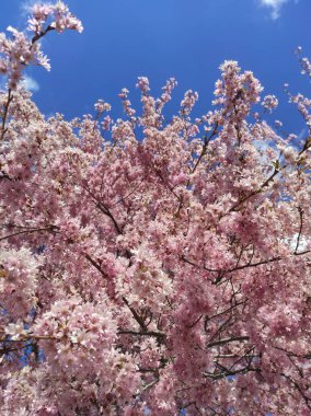 Bahar Çiçekleri Bayrağı. Baharın başlarında Sakura ağacının açan pembe çiçekleri. İnanılmaz doğal bahar bayrağı ya da tebrik kartı, kartpostal, poster.