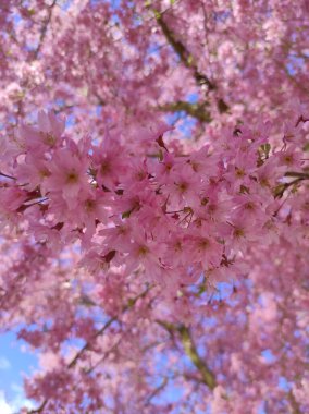 Bahar Çiçekleri Bayrağı. Baharın başlarında Sakura ağacının açan pembe çiçekleri. İnanılmaz doğal bahar bayrağı ya da tebrik kartı, kartpostal, poster.