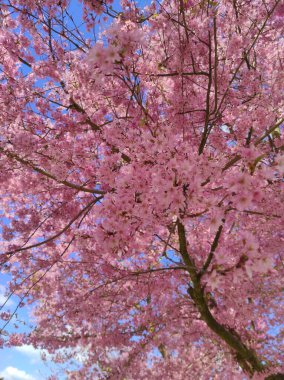 Bahar Çiçekleri Bayrağı. Baharın başlarında Sakura ağacının açan pembe çiçekleri. İnanılmaz doğal bahar bayrağı ya da tebrik kartı, kartpostal, poster.