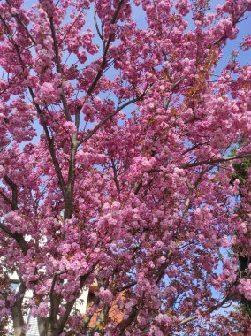 Bahar Çiçekleri Bayrağı. Baharın başlarında Sakura ağacının açan pembe çiçekleri. İnanılmaz doğal bahar bayrağı ya da tebrik kartı, kartpostal, poster.