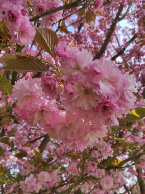 Bahar Çiçekleri Bayrağı. Baharın başlarında Sakura ağacının açan pembe çiçekleri. İnanılmaz doğal bahar bayrağı ya da tebrik kartı, kartpostal, poster.