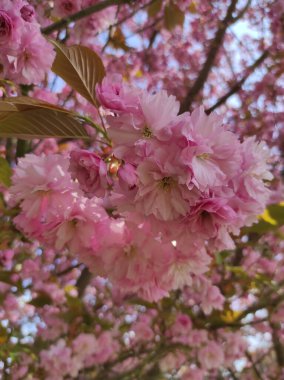 Bahar Çiçekleri Bayrağı. Baharın başlarında Sakura ağacının açan pembe çiçekleri. İnanılmaz doğal bahar bayrağı ya da tebrik kartı, kartpostal, poster.