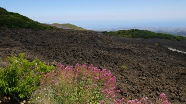 Narin pembe Valerian çiçeklerinin güzel kontrastı - Etna Dağı 'ndaki volkanik kayanın koyu arka planında açan Centranthus yakutu. Sert, volkanik manzarada güzellik doğası.