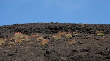 Küçük, dayanıklı bitkilerle karanlık, kayalık volkanik bir manzara. Kısır olmakla hayat arasındaki zıtlık. Doğa, jeoloji, esneklik, seyahat ve macera ile ilgili konular için.