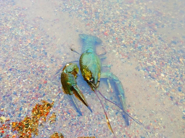 Der Krebs Kam Aus Dem Wasser Ans Ufer — Stockfoto