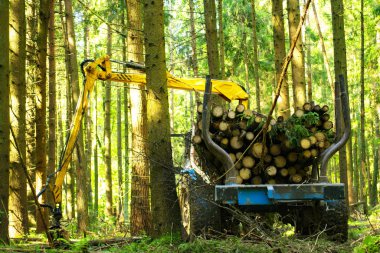 ormanda günlükleri yükleme