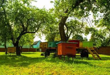 İniş tahtalarına uçan arılarla arı kovanında. Görüntü