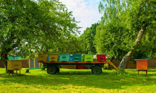 Bienenstöcke Einem Bienenhaus Mit Bienen Die Den Landeplätzen Fliegen Imkerei — Stockfoto