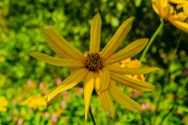 Żółte Kwiaty Rumianku Farbiarski Anthemis Tinctoria — Zdjęcie stockowe