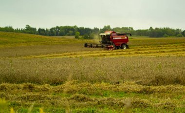  Buğday hasadı. Drone'dan fotoğraf, sahada özel bir birleştirme.5 06 2019 Belarus