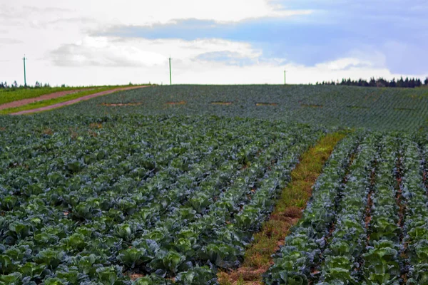 Vista Panorámica Campo Repollo Reciente Crecimiento — Foto de Stock