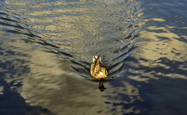 wild duck swims across the lake
