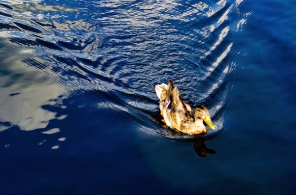 Anatra Selvatica Nuota Attraverso Lago — Foto Stock