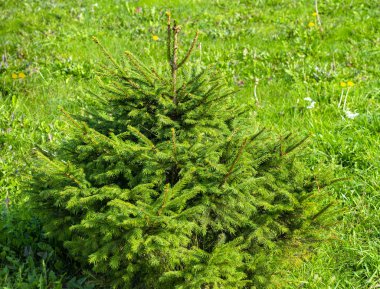 parkta küçük yeşil noel ağacı