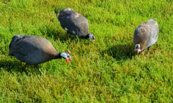 Дикие Животные Отдыхают Парке Земле Возле Кормушки — стоковое фото