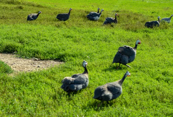 Pájaro Nada Pequeño Estanque — Foto de Stock