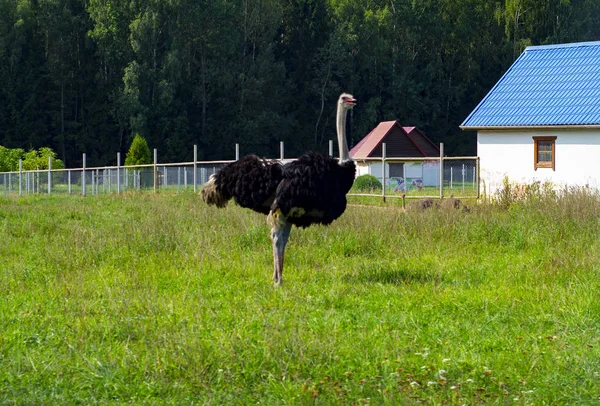 Dzikie Zwierzęta Odpoczywać Parku Ziemi Pobliżu Koryta Karmienia — Zdjęcie stockowe