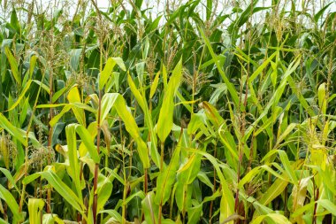 bir mısır tarlası üzerinde sabah gündoğumu