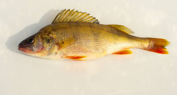 perch fish on a white background