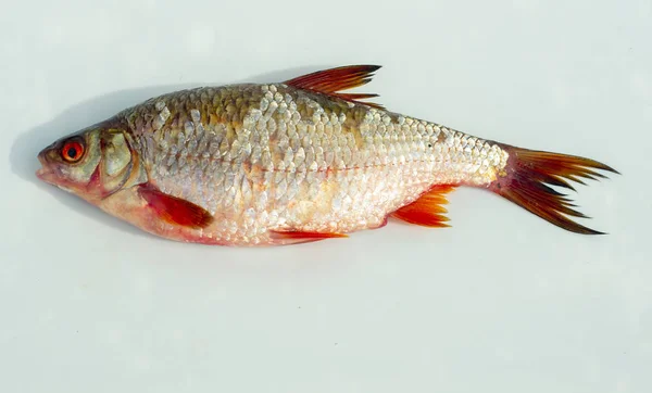 perch fish on a white background