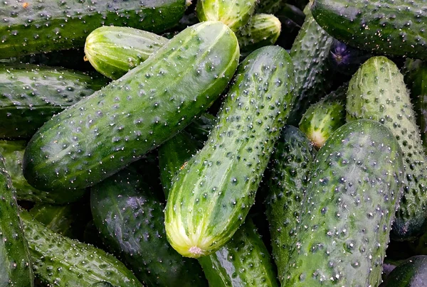 Big Pile Fresh Cucumbers Selective Focus — Stock Photo, Image