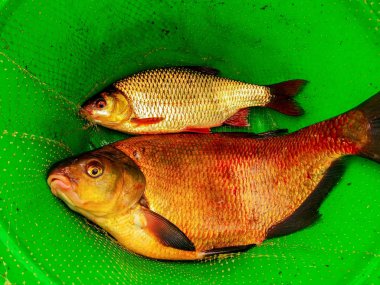 taze balık yeşil bir kova yatıyor