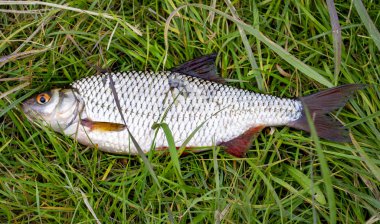 Sadece balık, çipura, Ide, onch ve hamamböceği yakaladım.