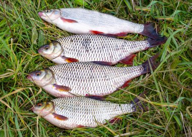 Sadece balık, çipura, Ide, onch ve hamamböceği yakaladım.