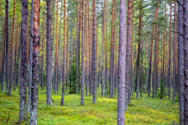 Sonbahar orman manzaraları sonbahar yapraklarından oluşan bir yol ve yaprakları aydınlatan ılık bir ışık. Sahnedeki patika sonbahar orman doğası. Aydınlık Ekim günü renkli ormanda, akçaağaç sonbahar ağacında