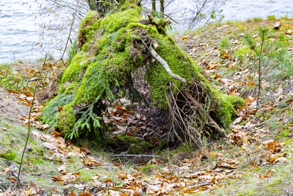 Herbstliche Waldlandschaften Mit Einer Straße Aus Herbstblättern Und Warmem Licht — Stockfoto