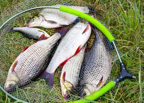 Just caught fish, bream, IDE, tench and roach — Stock Image Just Caught Fish Bream Ide Tench Roach Stock Photo