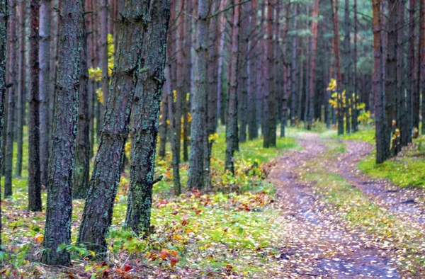 Herfst Boslandschappen Met Een Weg Van Herfstbladeren Warm Licht Verlichten — Stockfoto