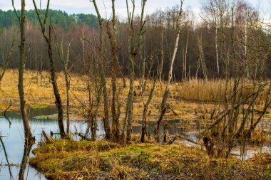 Ormandaki çözülmüş görüntü geçilemez bataklıklar.
