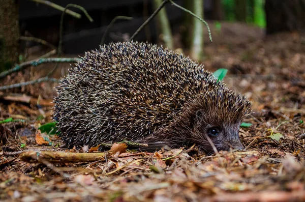 Hedgehog escapes through the grass from people to the forest