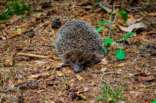 Hedgehog Sitter Gräset Och Tittar Människor — Stockfoto