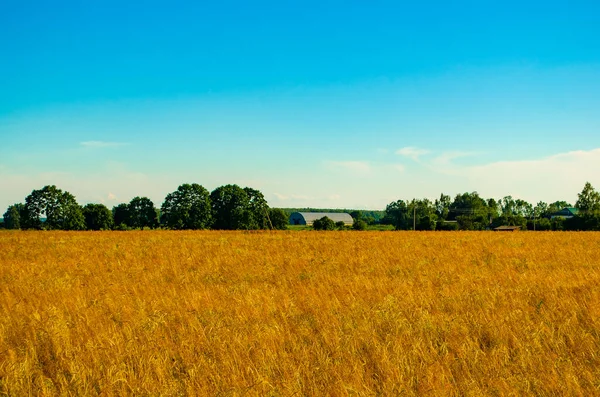 Campo Trigo Las Afueras Aldea — Foto de Stock