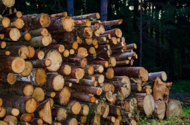 Kütükler ormanın yakınındaki büyük yığınlara istiflenmiş.