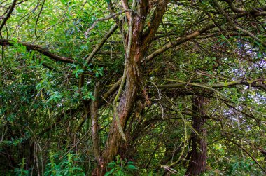 Birçok farklı ağaçtan geçilemez çalılıklar