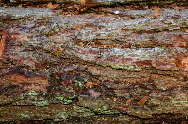Pine Bark Background Top View — Stock Photo, Image