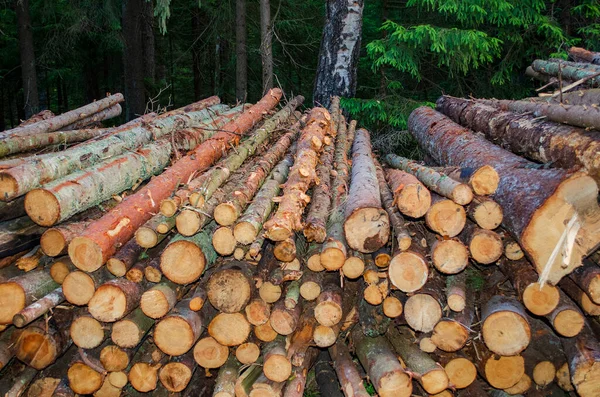 Logs are stacked in large piles near the forest — Stock Image Logs Stacked Large Piles Forest Royalty Free Stock Images