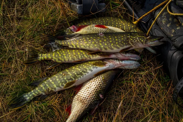 Freshly Caught Fish Underwater Hunter Kukan — Stock Photo, Image