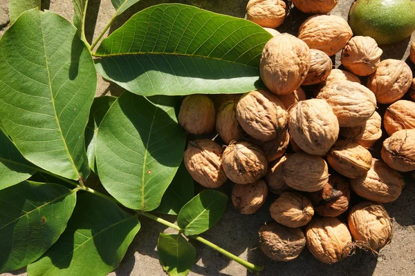 Hasat tan sonra toprağa yaprak döşenen ceviz seçimi