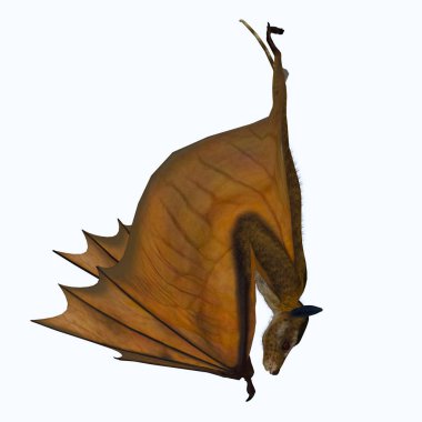 Icaronycteris index is the first bat known to science and lived in North America in the Eocene Period. clipart
