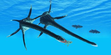 Şanssız bir Coelacanth balık Styxosaurus Kuzey Amerika Kretase dönemi sırasında denilen bir deniz sürüngen av olur.