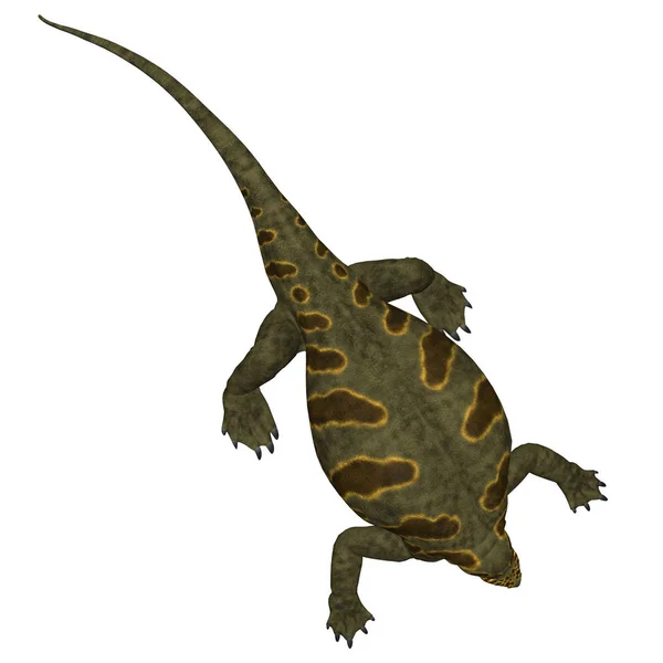 Cotylorhynchus 是在二叠纪期间住在北美洲的 Synapsid 草食爬行动物 — 图库照片