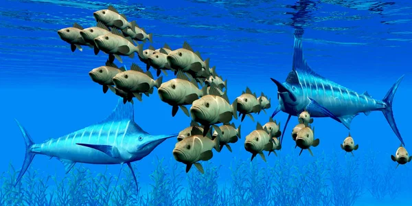 Indo-Pacific Blue Marlin predators go after a school of Pacific Bocaccio Rockfish over a kelp bed.
