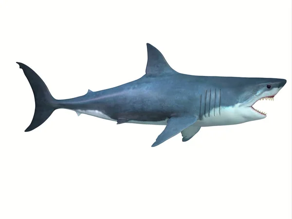 Gran Tiburón Blanco Gran Carnívoro Que Encuentra Todos Los Ambientes —  Fotos de Stock