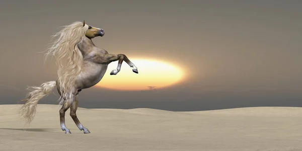 太阳落下一匹金色的帕洛米诺野马 展示了他在沙漠中的力量和活力 — 图库照片